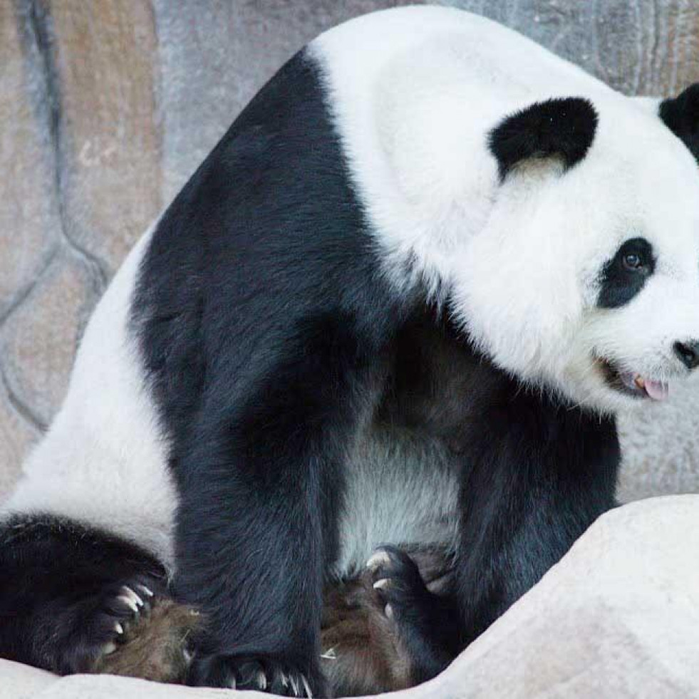Fallece Lin Hui, el último panda cedido por China que quedaba en Tailandia