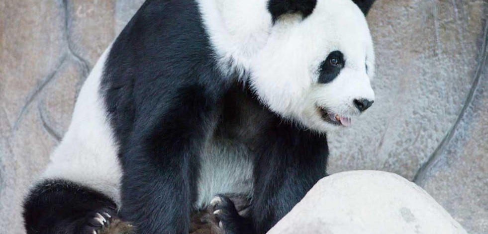 Fallece Lin Hui, el último panda cedido por China que quedaba en Tailandia