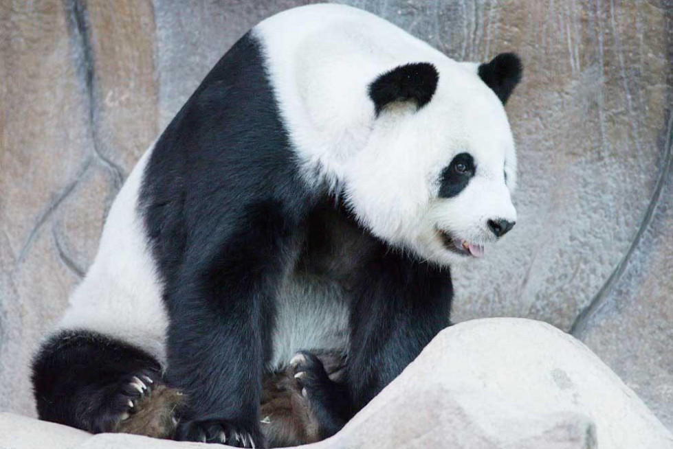 Oso Panda Lin Hui