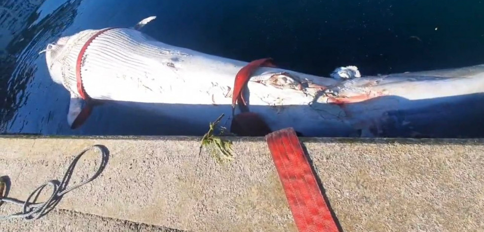 Aparece el cadáver de una ballena azul en la ría de Vigo