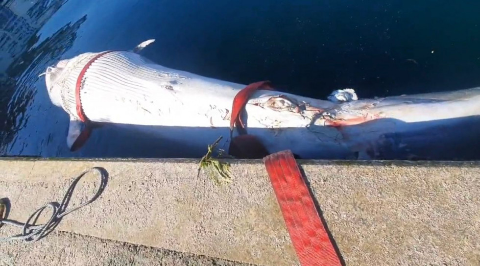 Ballena azul en el puerto de Vigo