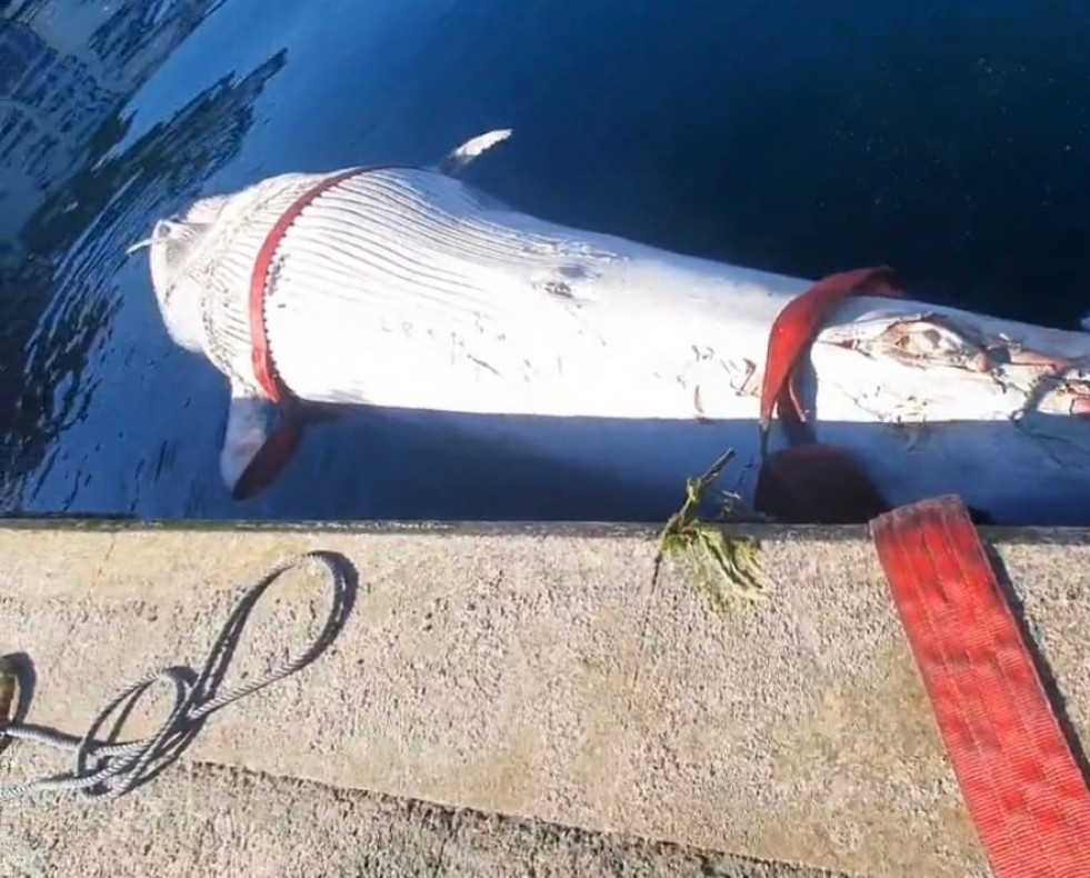 Ballena azul en el puerto de Vigo