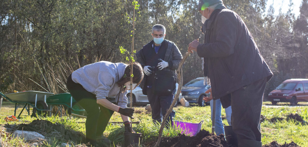 Los voluntarios de Hijos de Rivera reforestan con árboles autóctonos una parcela en Irixoa