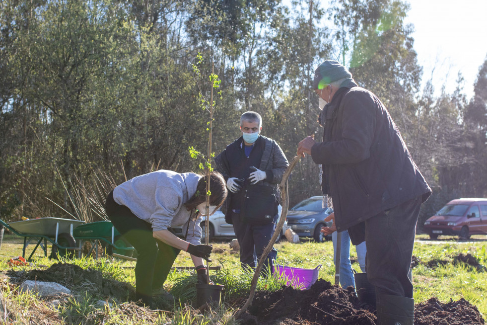 Tareas de reforestación ayer en Irixoa