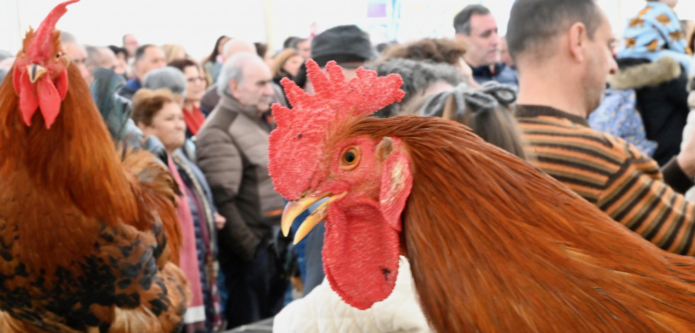 Reportaje | Una ‘pelea’ de gallos hace las delicias de centenares de arteixáns