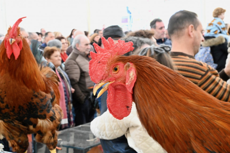 Reportaje | Una ‘pelea’ de gallos hace las delicias de centenares de arteixáns
